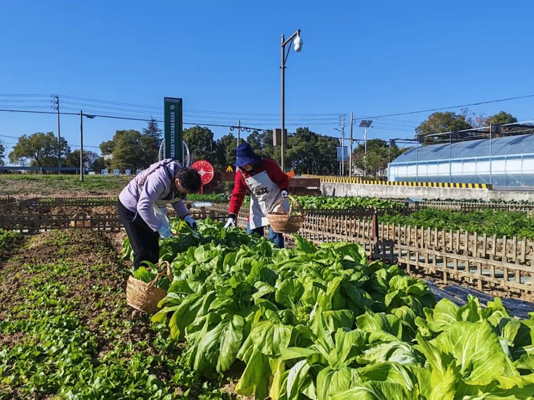 都市农人体验_高淳共享菜地_360下载的开心农场怎么玩