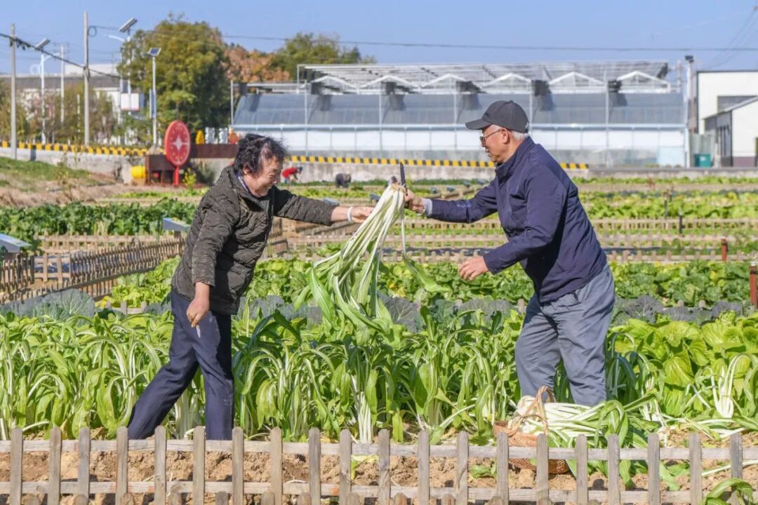 都市农人体验_360下载的开心农场怎么玩_高淳共享菜地