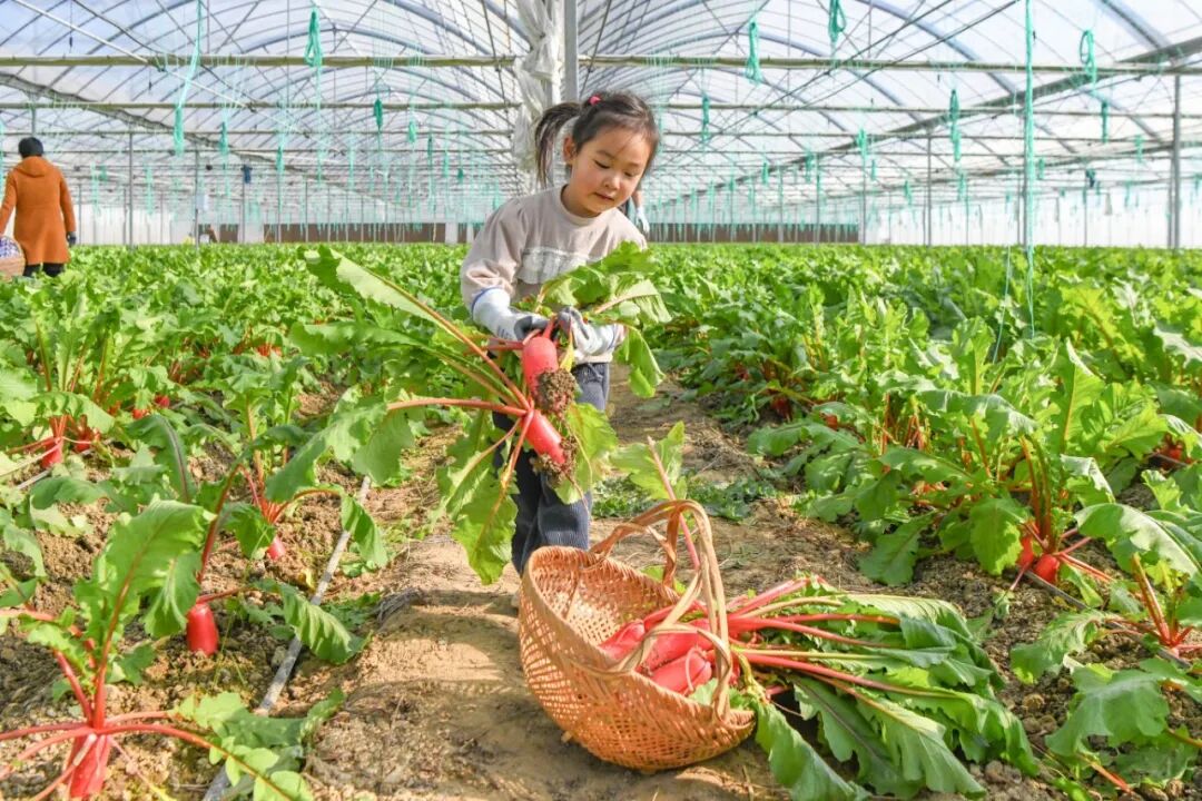 360下载的开心农场怎么玩_都市农人体验_高淳共享菜地