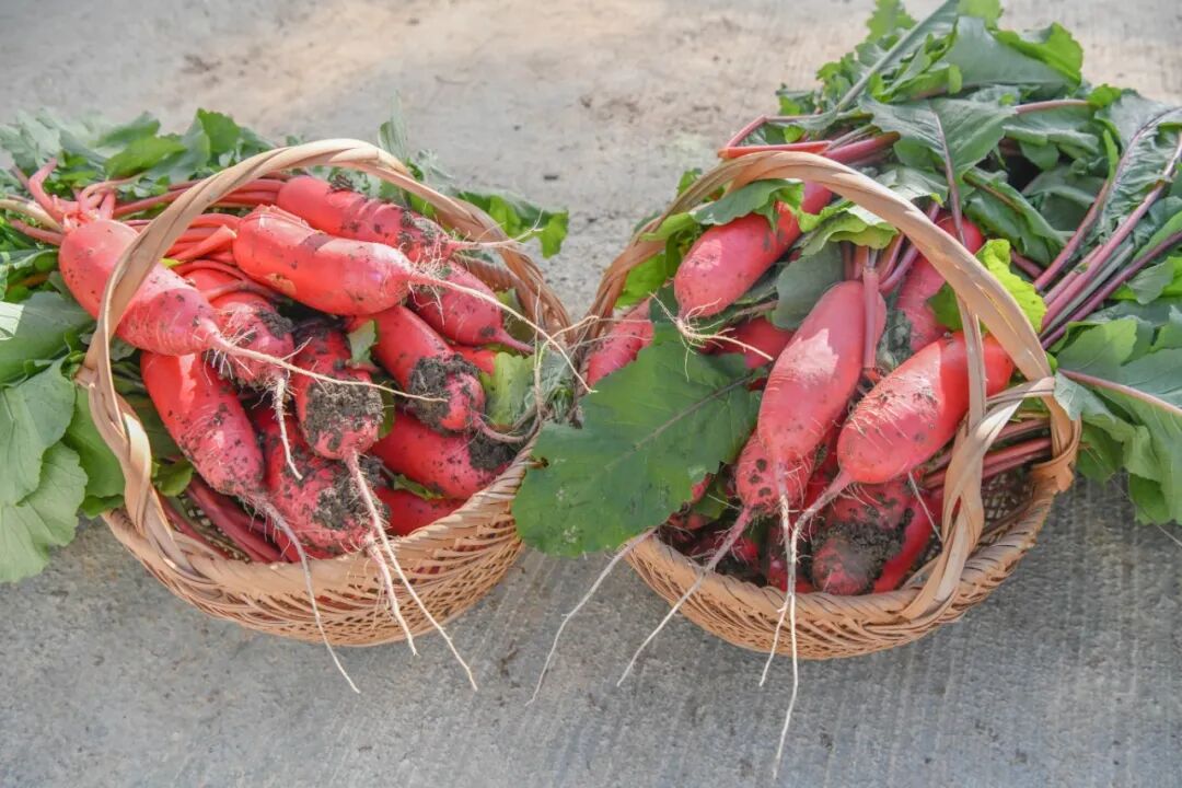 都市农人体验_高淳共享菜地_360下载的开心农场怎么玩