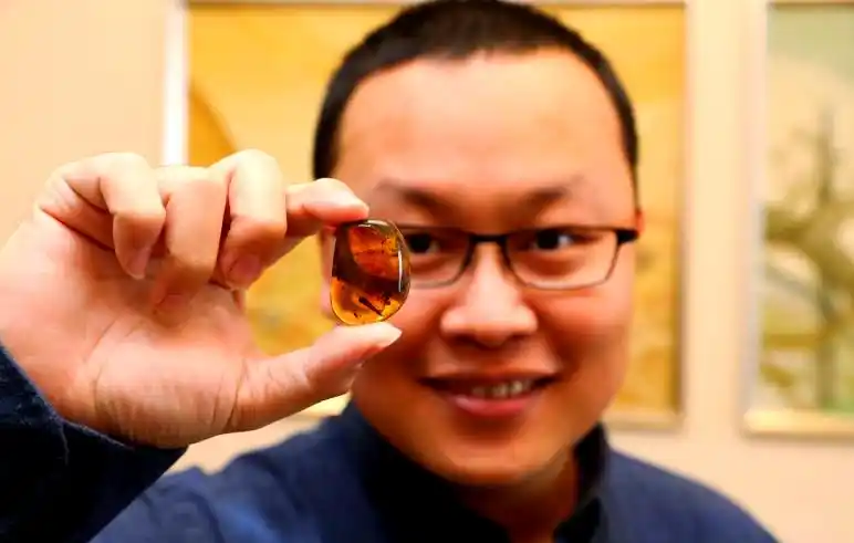 琥珀的生物研究价值_琥珀中恐龙化石_从琥珀发现的远古琥珀