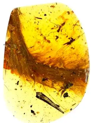 从琥珀发现的远古琥珀_琥珀的生物研究价值_琥珀中恐龙化石