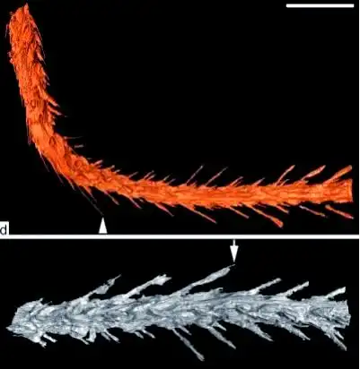 琥珀中恐龙化石_从琥珀发现的远古琥珀_琥珀的生物研究价值
