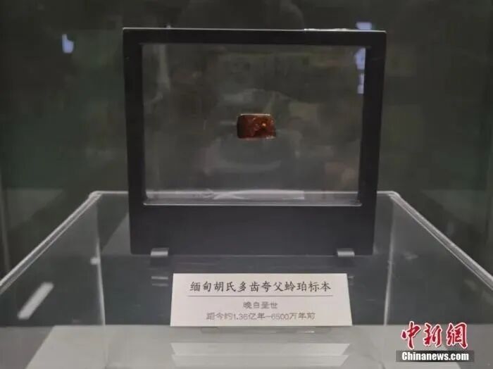 山西博物院凝固的时光世界虫珀珍品展_胡氏夸父蛉虫珀标本_从琥珀发现的远古琥珀