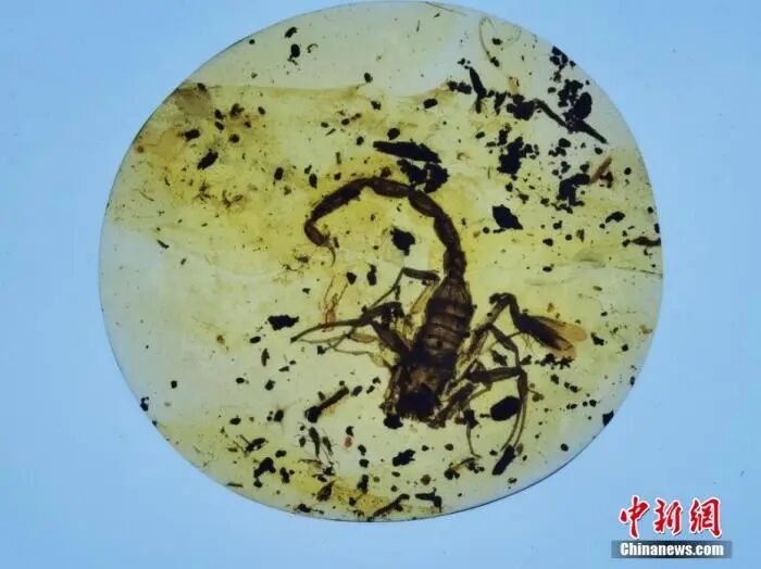 胡氏夸父蛉虫珀标本_山西博物院凝固的时光世界虫珀珍品展_从琥珀发现的远古琥珀