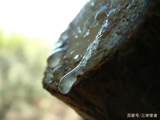 澳大利亚琥珀发现_琥珀形成条件_从琥珀发现的远古琥珀