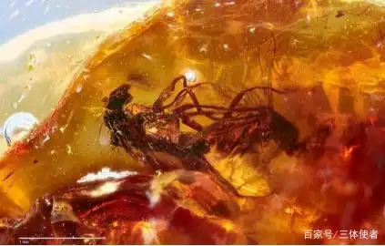澳大利亚琥珀发现_琥珀形成条件_从琥珀发现的远古琥珀