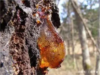 琥珀形成条件_澳大利亚琥珀发现_从琥珀发现的远古琥珀