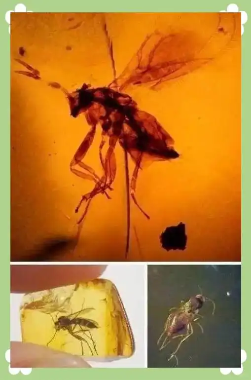 蜘蛛琥珀形成过程_琥珀中的远古动物_从琥珀发现的远古琥珀