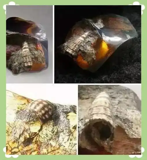 蜘蛛琥珀形成过程_从琥珀发现的远古琥珀_琥珀中的远古动物