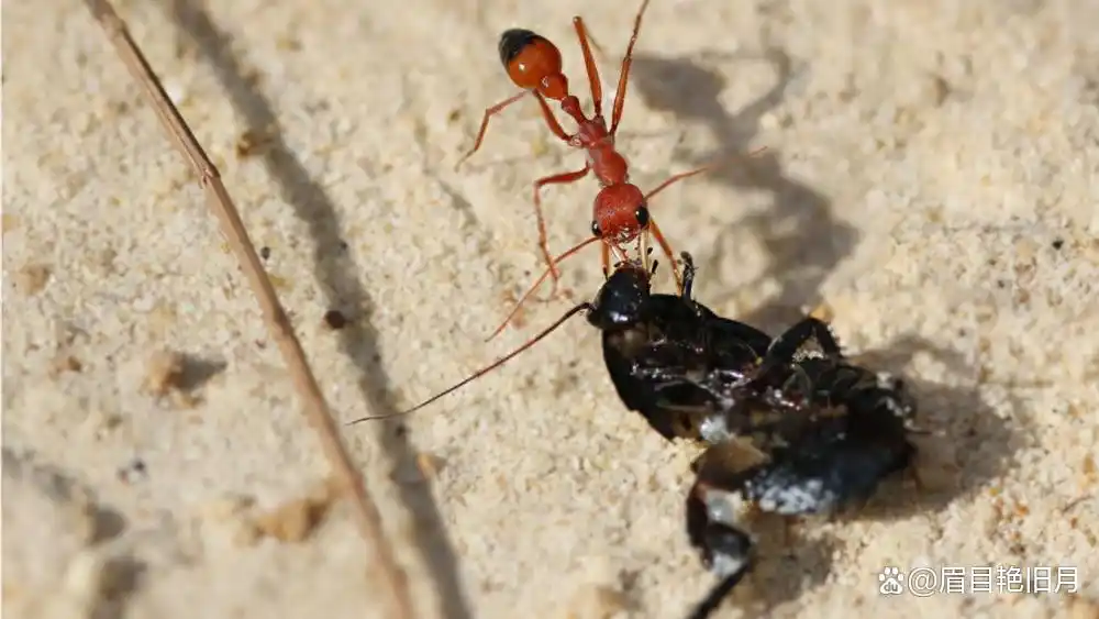 科学家发现“史前蚂蚁”，被困了9900万年，当时正在啃咬猎物
