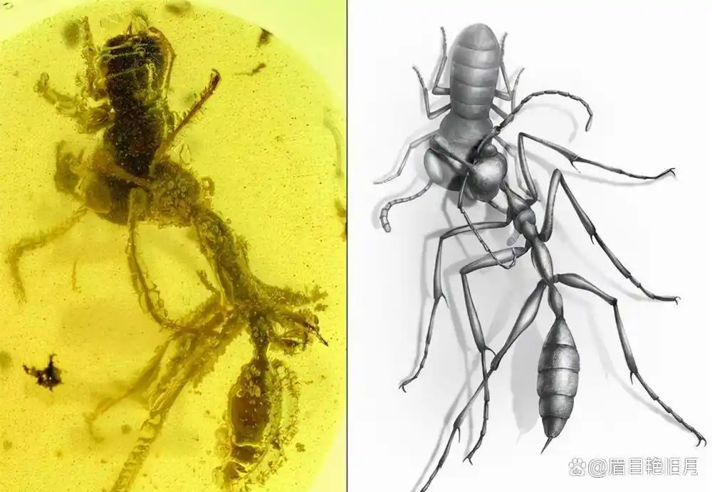 从琥珀发现的远古琥珀_史前蚂蚁琥珀 九千九百万年蚂蚁研究 史前琥珀蚂蚁猎物关系