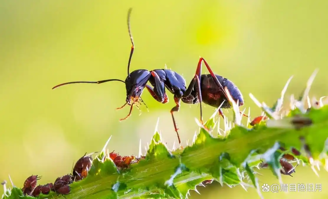 从琥珀发现的远古琥珀_史前蚂蚁琥珀 九千九百万年蚂蚁研究 史前琥珀蚂蚁猎物关系