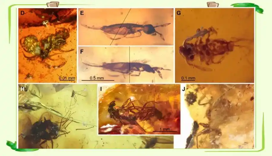 琥珀中的时间胶囊：见证远古生命的辉煌