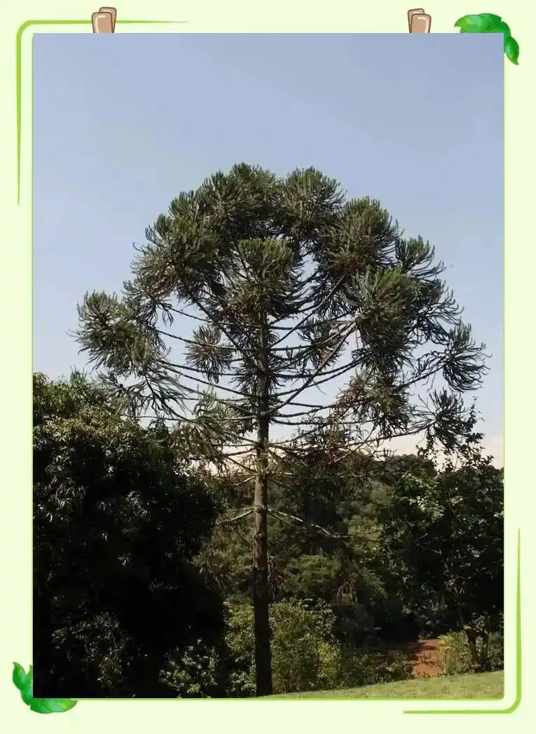 琥珀中的古生物化石_从琥珀发现的远古琥珀_琥珀形成过程