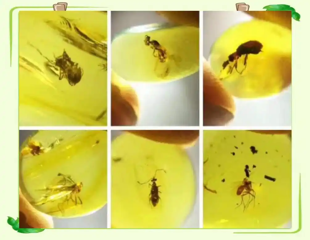 琥珀形成过程_从琥珀发现的远古琥珀_琥珀中的古生物化石