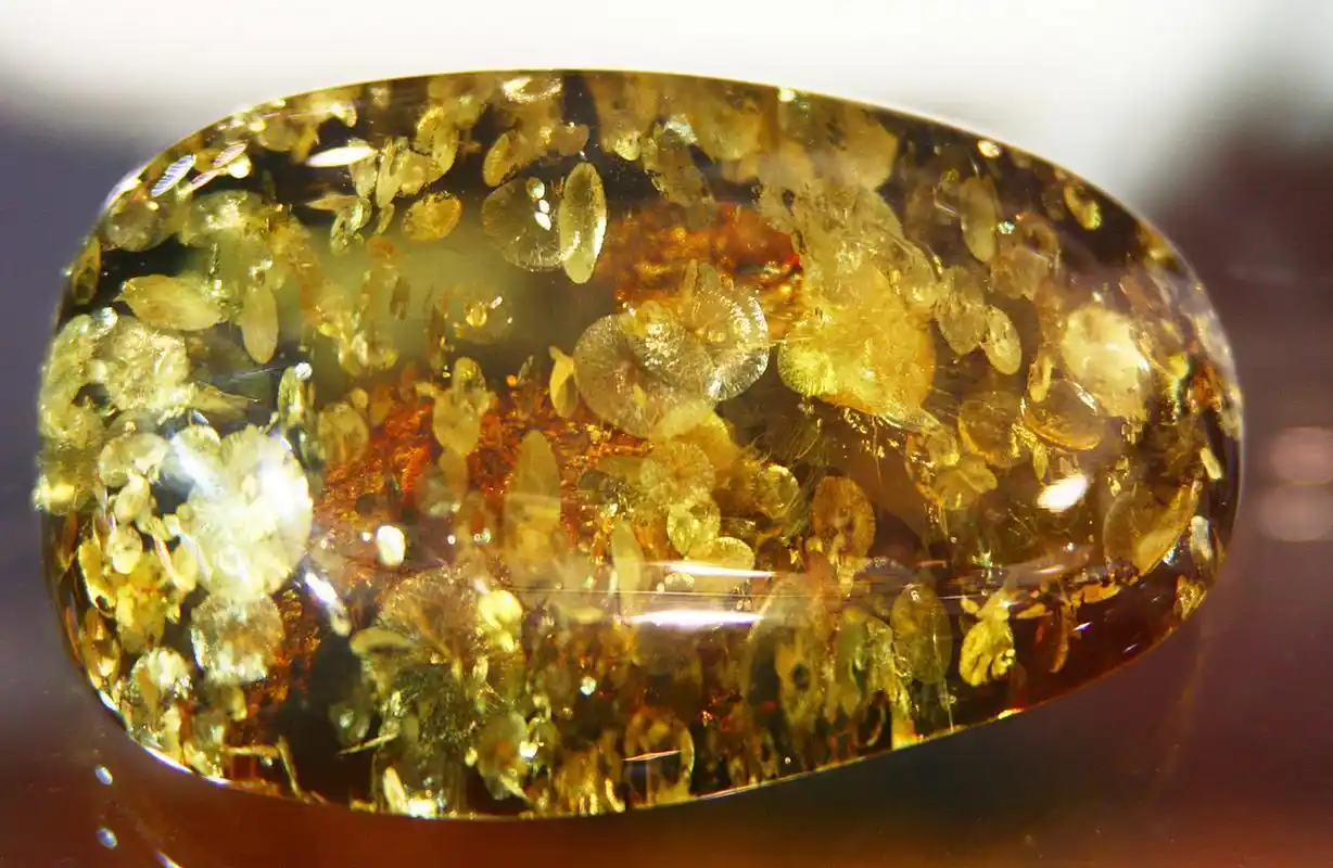 琥珀形成过程_琥珀中的古生物化石_从琥珀发现的远古琥珀