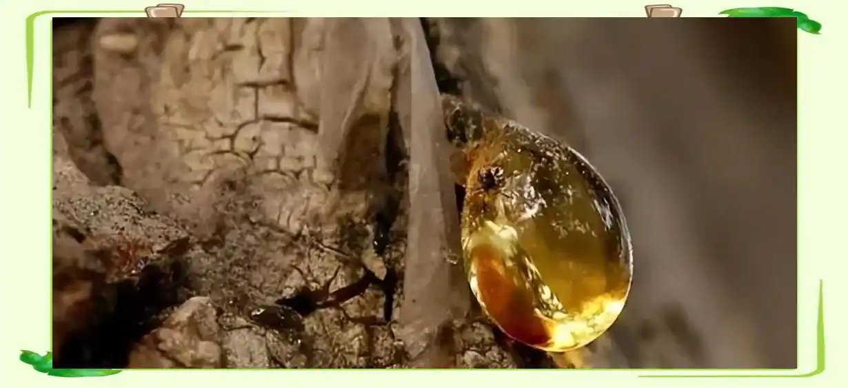 琥珀中的古生物化石_琥珀形成过程_从琥珀发现的远古琥珀