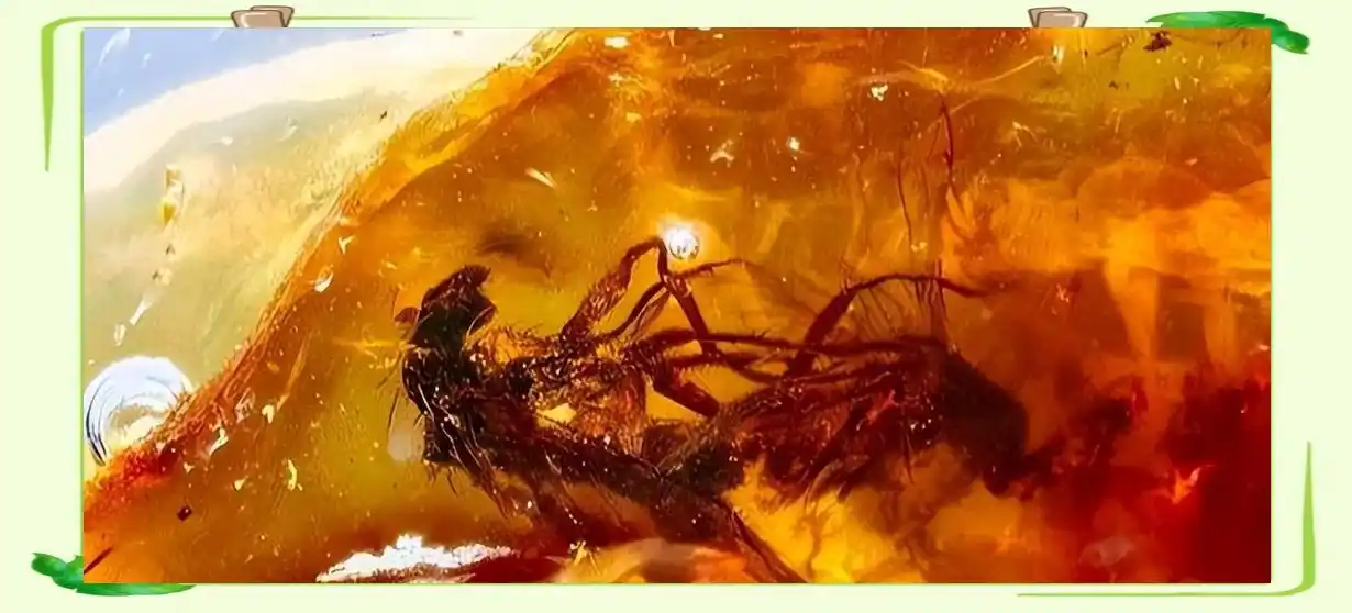 从琥珀发现的远古琥珀_琥珀形成过程_琥珀中的古生物化石