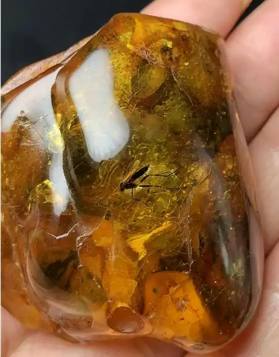 4100万年前的琥珀定格尴尬瞬间，将长腿苍蝇“欲行不轨”展露无遗