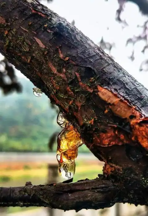 琥珀形成过程_从琥珀发现的远古琥珀_虫珀研究价值