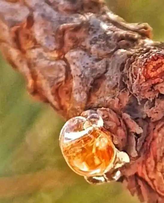 琥珀形成过程_虫珀研究价值_从琥珀发现的远古琥珀