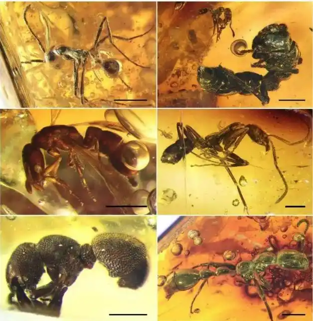 琥珀形成过程_虫珀研究价值_从琥珀发现的远古琥珀