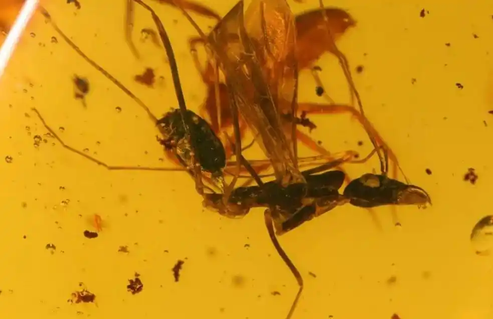 虫珀研究价值_从琥珀发现的远古琥珀_琥珀形成过程