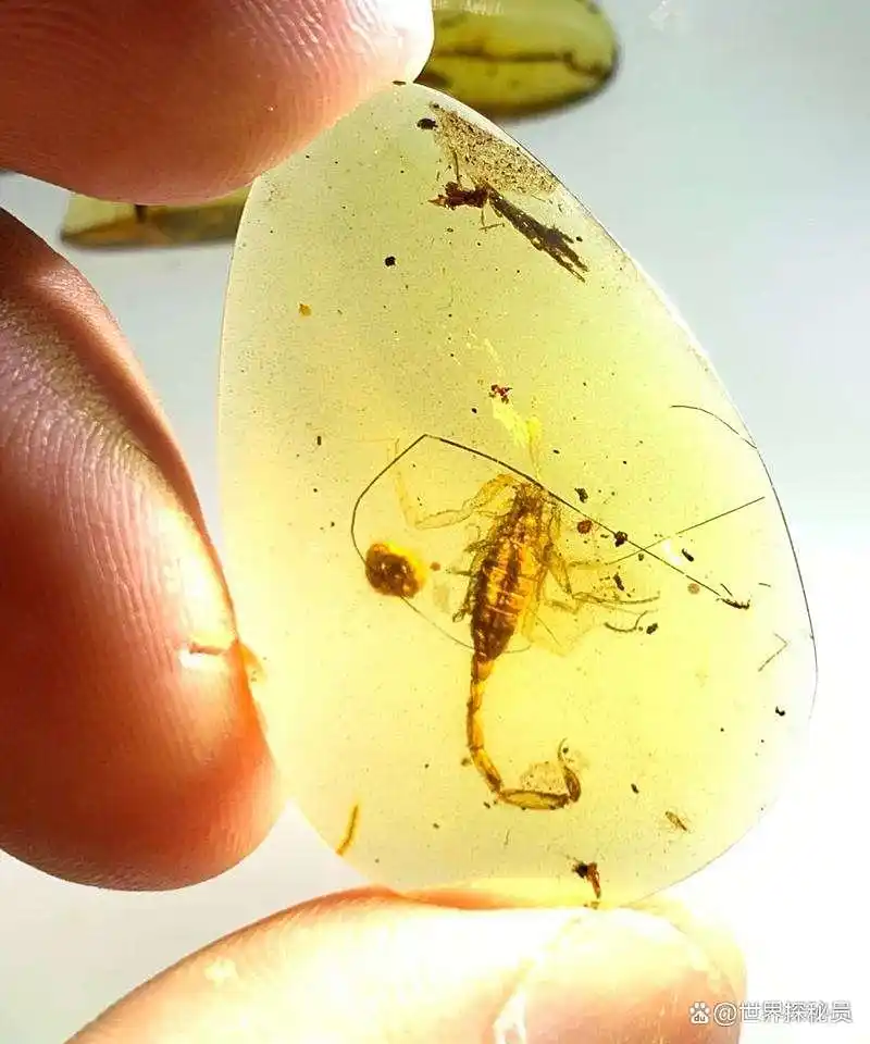 漳浦琥珀：揭开1500万年前热带雨林秘密的“时间胶囊”