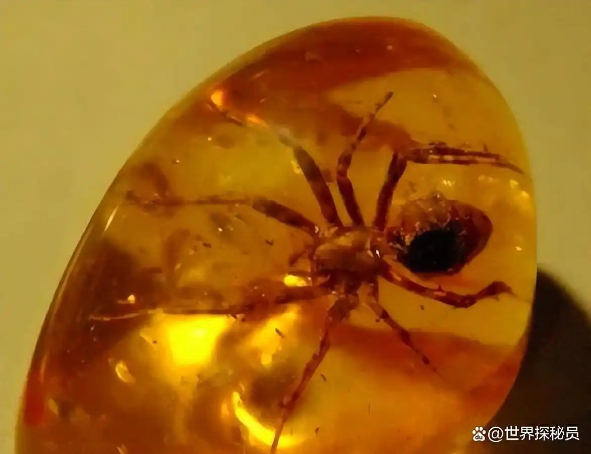 从琥珀发现的远古琥珀_福建漳浦琥珀_漳浦琥珀科学研究