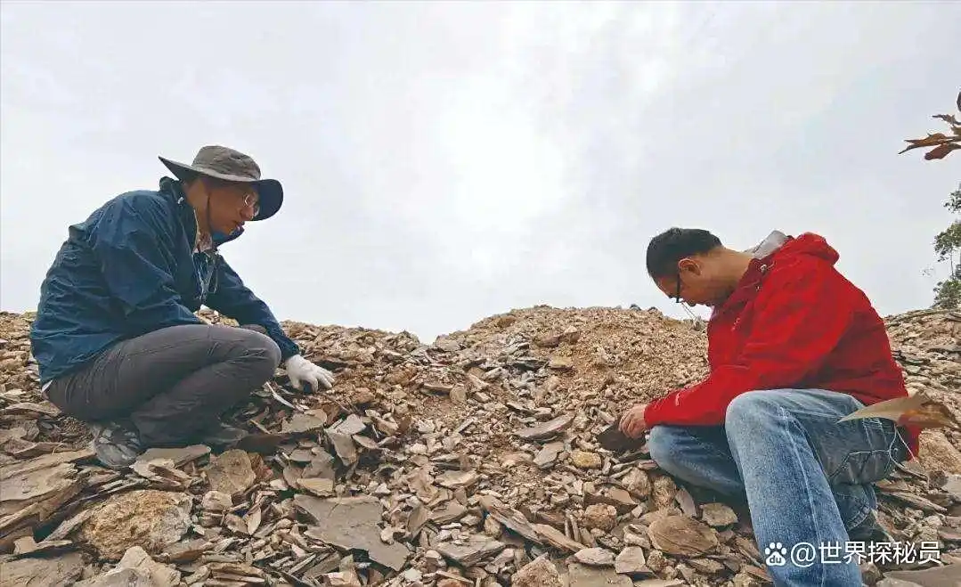 福建漳浦琥珀_从琥珀发现的远古琥珀_漳浦琥珀科学研究