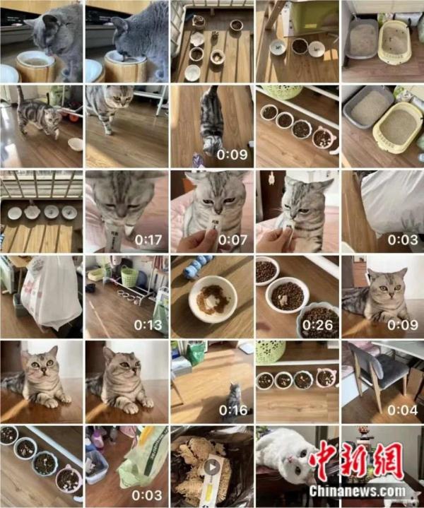 撸猫师_撸猫师_撸猫师