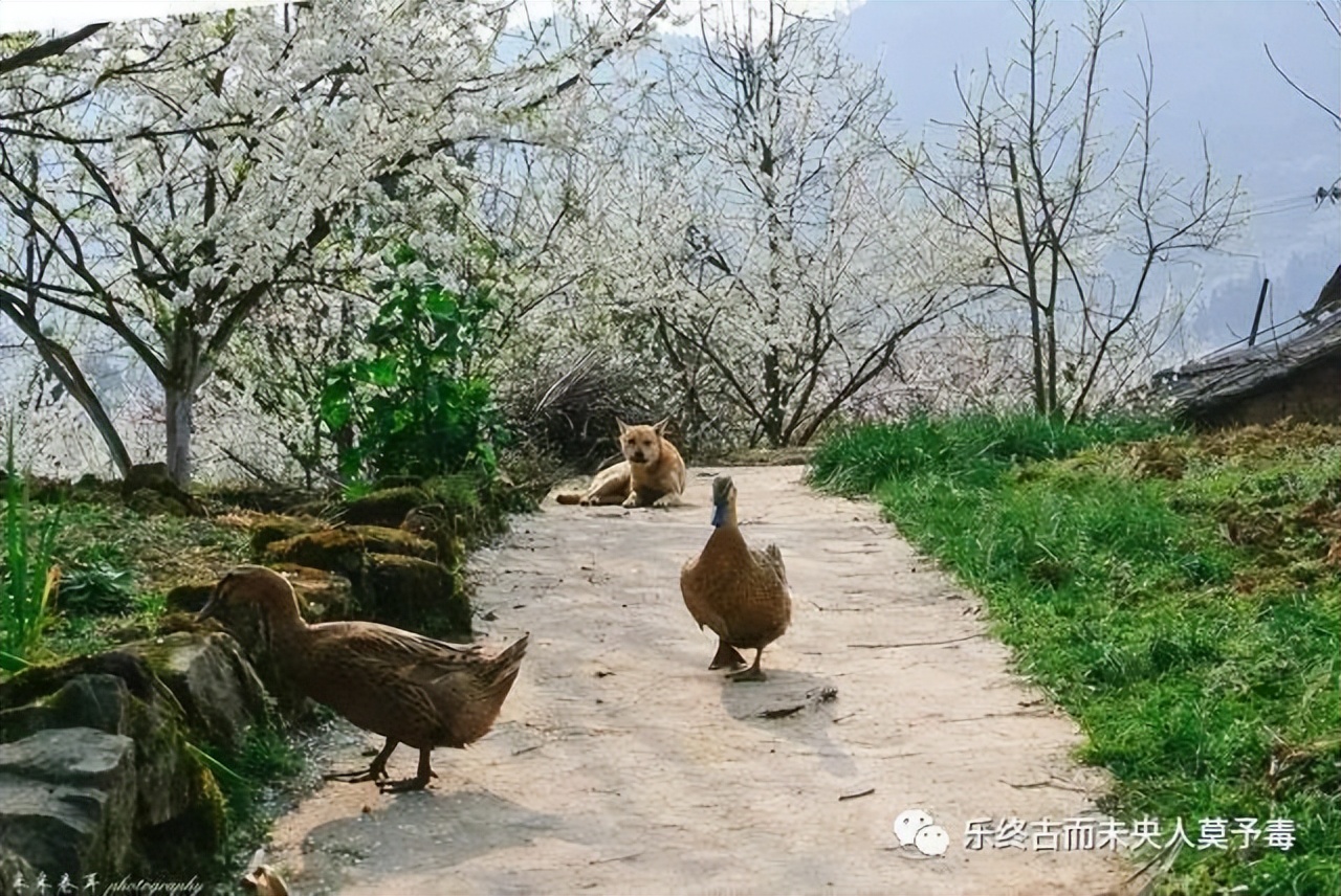 陶渊明 桃花源记 田园诗人_taohuayuanji