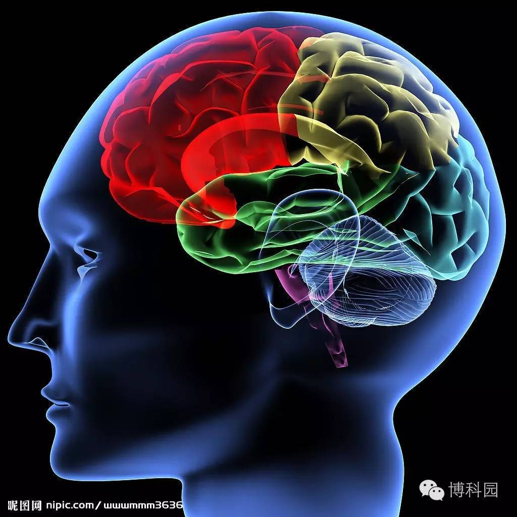 左脑右脑功能差异_右脑及左脑_右脑开发