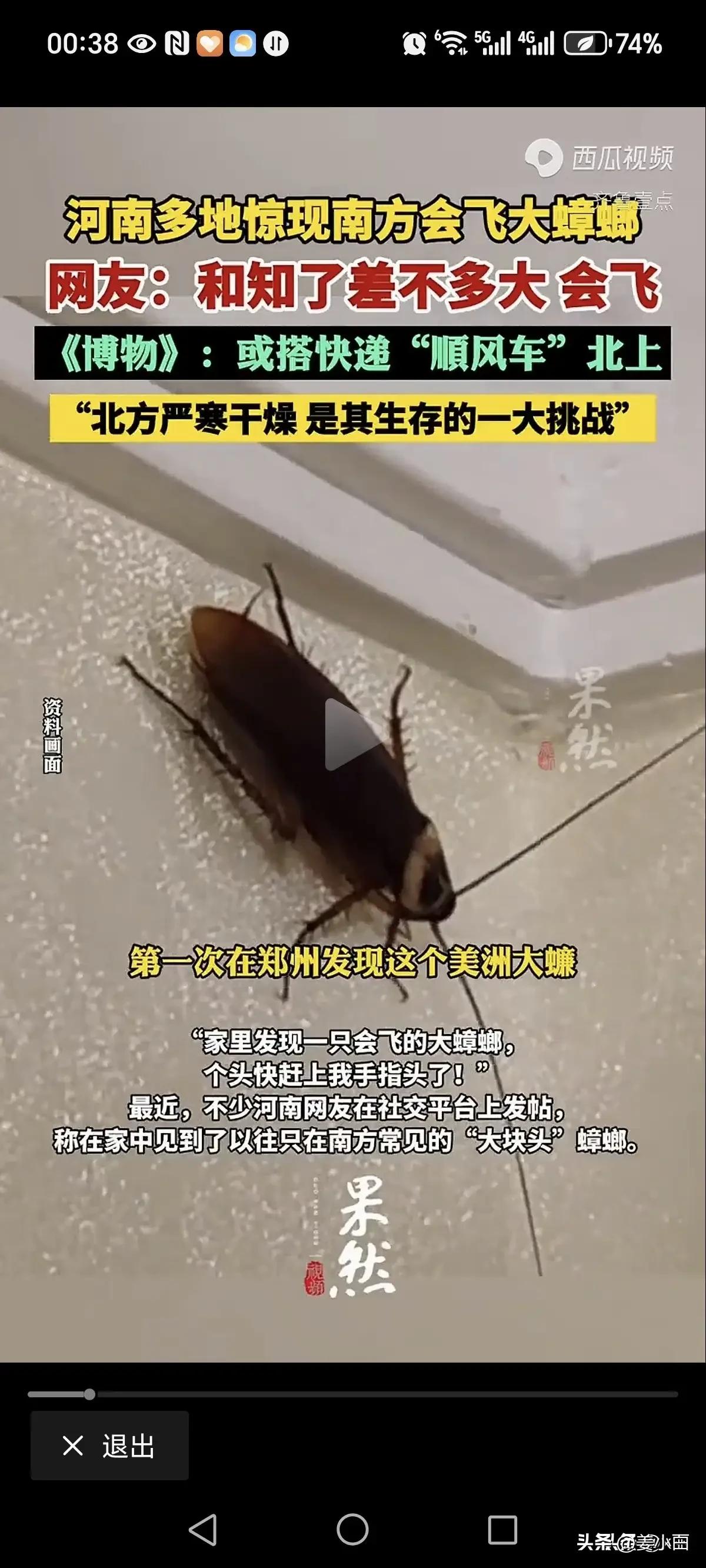 蟑螂会飞吗 爬得快吗_巨型蟑螂河南_美洲大蠊入侵河南