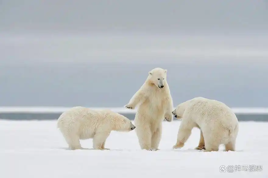 动物王国古怪照片集锦_爆笑动物趣图_动物摄影大赛搞笑入围作品