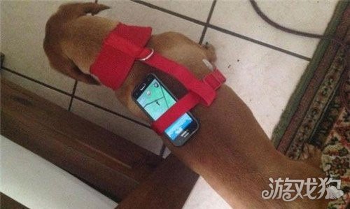 POKEMON GO 辅助功能_POKEMON GO 奇葩周边工具_口袋妖怪3d 精灵球怎么获得