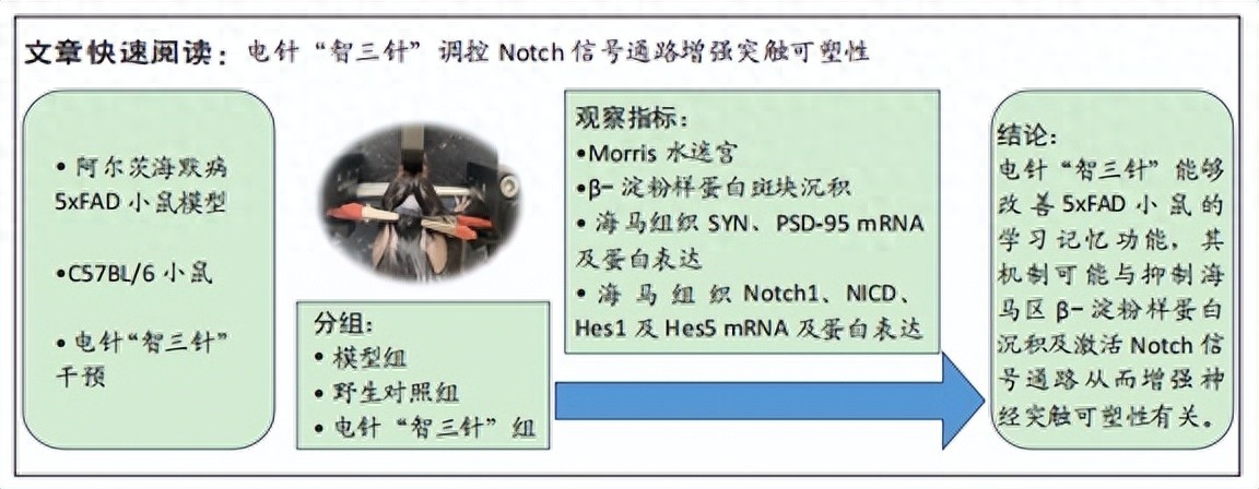 电针“智三针”对5xFAD小鼠Notch信号通路及突触可塑性的影响