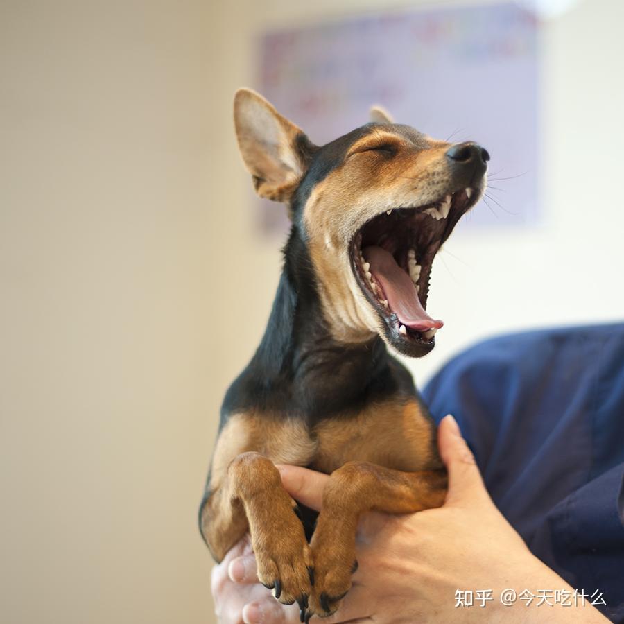 狗狗叫声含义_狗狗不同叫声的意思_狗狗叫声音乐