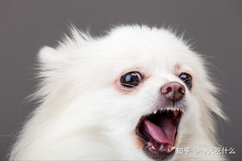 狗狗不同叫声的意思_狗狗叫声含义_狗狗叫声音乐