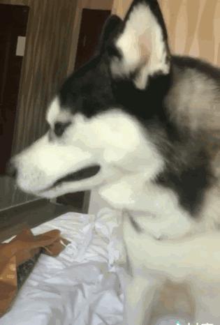 狗狗叫声音乐_狗狗叫声含义_狗狗不同叫声的意思