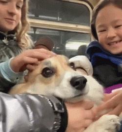 狗狗叫声音乐_狗狗不同叫声的意思_狗狗叫声含义