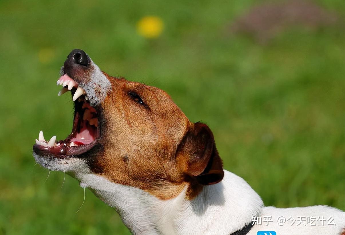 狗狗不同叫声的意思_狗狗叫声音乐_狗狗叫声含义