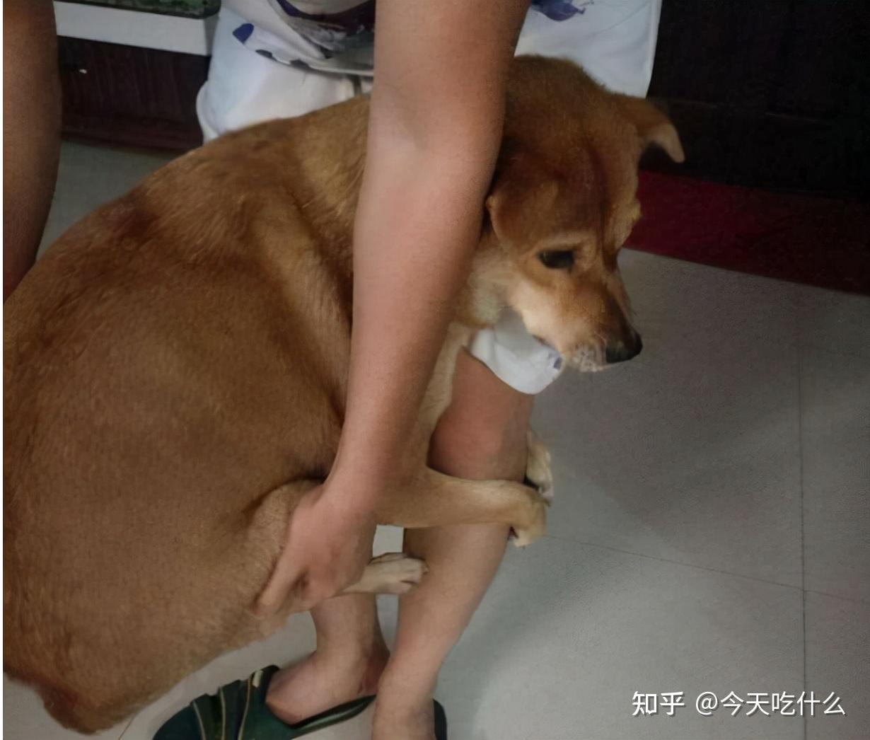 狗狗叫声音乐_狗狗不同叫声的意思_狗狗叫声含义