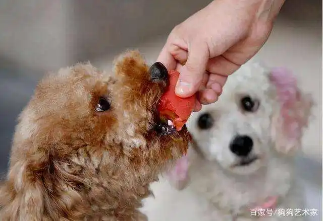 如何养好一只贵宾犬？这6点很关键，不妨看看