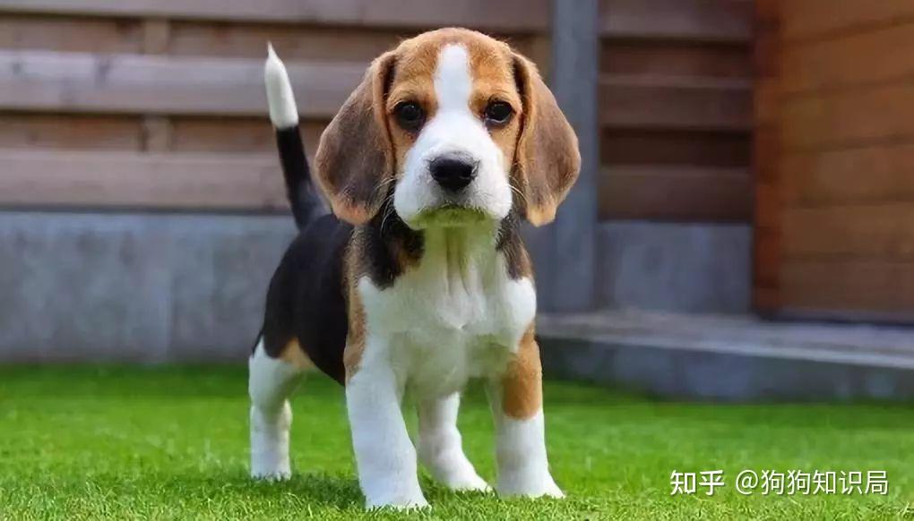 最全！常见的27种狗狗，你认识几种？