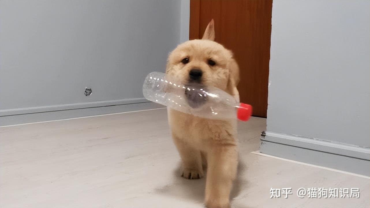 狗狗一生的5个阶段，你家狗处于哪个时期呢？