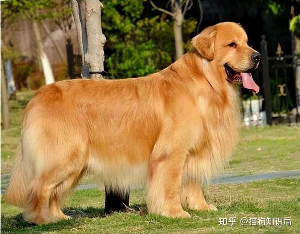 狗狗一生的5个阶段，你家狗处于哪个时期呢？
