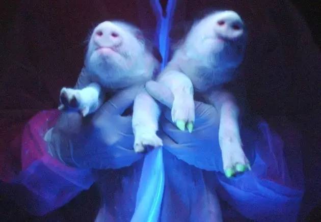 科学人物 | Nature：钱永健，一个照亮生物学的男人