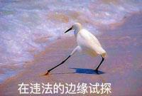 穿越火线手游 生化追击版本 体验服资格申请_穿越火线官方论坛找不到自己的帖子了